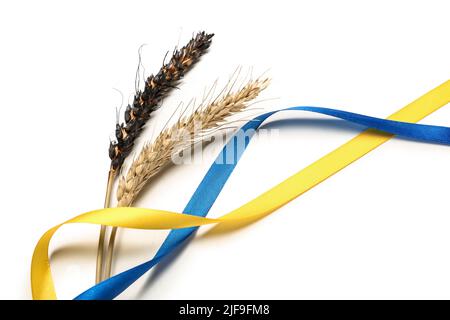 Spikelets e nastri di grano nei colori della bandiera Ucraina su sfondo bianco Foto Stock