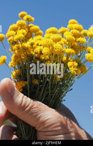 Lavanda di cotone. Santolina chamaecyparisis. Foto Stock