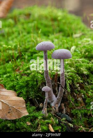 Ametista Deceiver: Laccaria ametistina. Surrey, Regno Unito Foto Stock