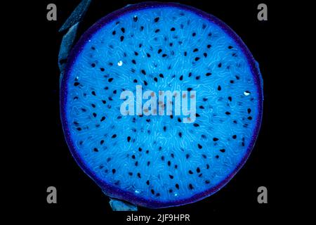 Drago frutta Selenicereus sp. - sezione di taglio. Fluorescenza in luce UV. Foto Stock
