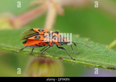 Colorato fuoco selettivo primo piano su un bug brillante rosso cannella pianta, Corizus hyoscyam seduto su un verde sfondo morbido nel giardino Foto Stock