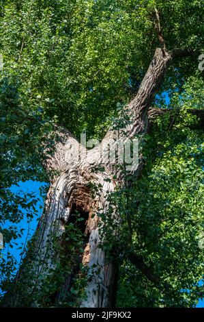 Titel: Tronco d'albero con cavità e un enorme coltre verde contro un cielo blu Foto Stock