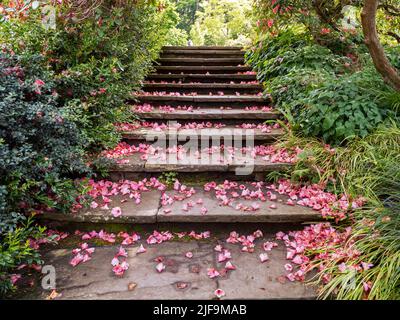 Gradini da giardino ricoperti di petali rosa caduti Foto Stock