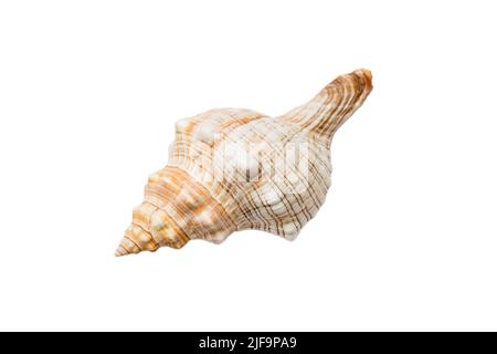 Conchiglia di mare isolata su sfondo bianco. Vista dall'alto della conchiglia. Foto Stock