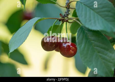 Tre ciliegie rosse mature sul ramo che cresce nel giardino dei frutteti Foto Stock