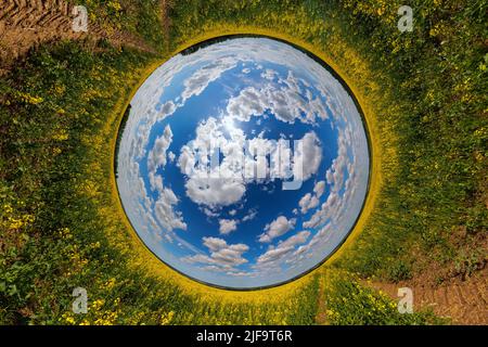 sfera blu invertita piccola vista del pianeta di campo di colza giallo in fiore, vista rotonda del tunnel. Foto Stock