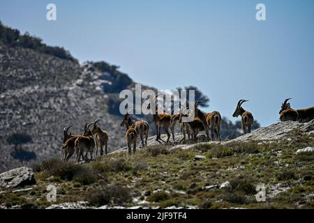 Lo stambecco o stambecco iberico è una delle specie di bovidi del genere Capra che esistono in Europa Foto Stock