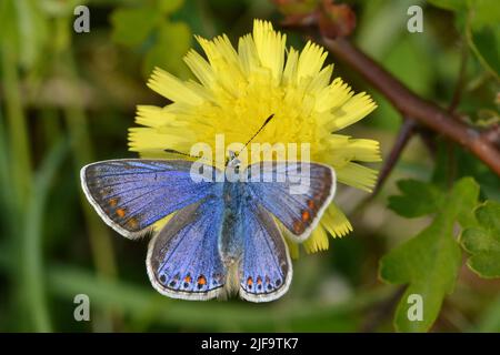 Female Common Blue Butterfly su Hawksbit, Derbyshire Peak District Foto Stock