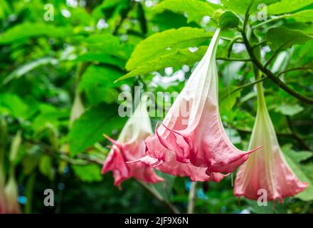 Mela di Thorn (Datura fastuosa L.) o mela del Perù, mela di Thorn verde, Datura indù fiore sfondo Foto Stock