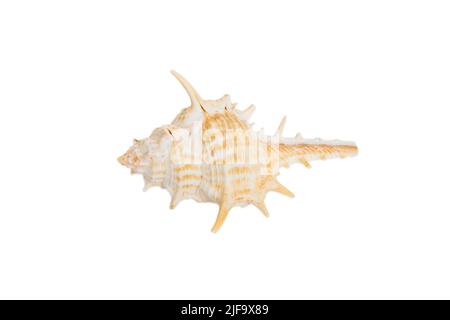 Conchiglia di mare isolata su sfondo bianco. Vista dall'alto della conchiglia. Foto Stock