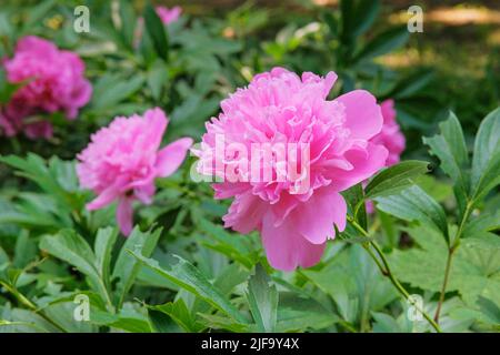 Peony sta crescendo nel parco. Pianta erbacea o arbustiva, coltivata per i suoi fiori esilaranti. Foto Stock