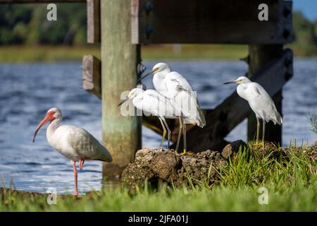 Unito da un Ibis americano (in primo piano), un piccolo gregge di Snowy Egets riposa vicino a un molo di pesca. Foto Stock