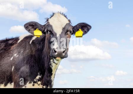 Carino mucca, furry nero e bianco gentile sorpreso aspetto, naso rosa, di fronte a un cielo blu, giallo orecchie tag Foto Stock