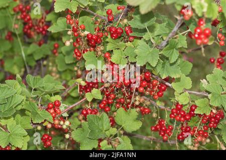 Ribes (ribes rubrum) Foto Stock