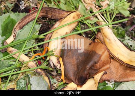 Cumulo di compost in un giardino, Germania Foto Stock