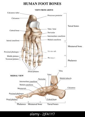 Composizione anatomica realistica delle ossa del piede con vista frontale e laterale del gradino del piede umano con didascalie di testo illustrazione vettoriale Illustrazione Vettoriale