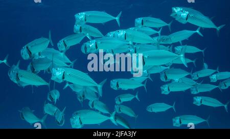 Scuola di sgombro di pesce nuota nell'acqua blu con l'alimentazione a bocca aperta ariete su planton. Scatto subacqueo. Mar Rosso, Egitto Foto Stock