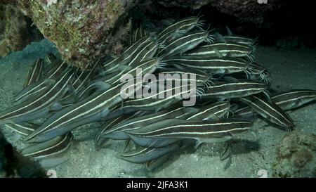 Scuola di Catfish Striped si nascondono all'interno di una grotta di corallo. Pesce gatto con anguilla a righe (Plotosus lineatus), primo piano. Mar Rosso, Egitto Foto Stock