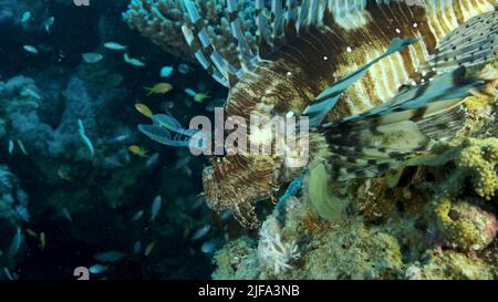 La grande zampetta di damselfish di Miry (Neopomacentrus miryae) nuota vicino alla barriera corallina, il Lionfish rosso (Pterois volitans) giace sulla barriera corallina e guarda sul Foto Stock