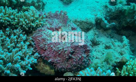 Primo piano di Stonefish rosa giace sui coralli. Reef Stonefish (Synanceia verrucosa) . Mar Rosso, Egitto Foto Stock