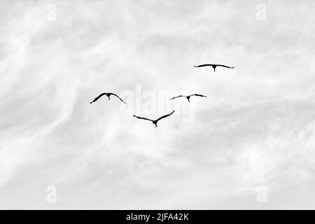 Quattro gru volanti comuni (Grus grus), migrazione di uccelli, sagome in un cielo leggermente nuvoloso, testo libero spazio, foto in bianco e nero, Gotland Island Foto Stock