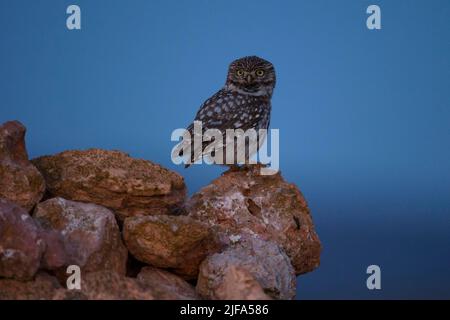 Little Owl (Athene noctua), Aragona, Spagna Foto Stock