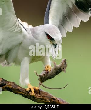 Gufo di aquila bianca con occhi rossi (Bubo scandiacus) su un ramo Foto Stock