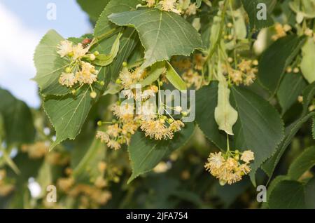 Fiori di tiglio di estate tiglio (Tilia plathyphyllos) Foto Stock