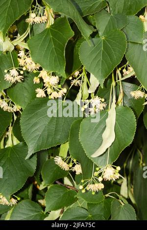 Fiori di tiglio di estate tiglio (Tilia plathyphyllos) Foto Stock