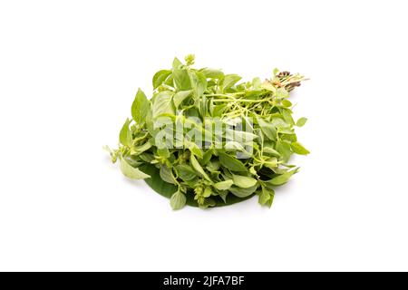 Fascio di foglie di basilico verde thailandese o basilico caseario isolato su sfondo bianco Foto Stock