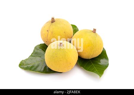 Primo piano frutta santol isolato su sfondo bianco. Concetto di cibo e assistenza sanitaria Foto Stock