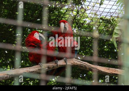 I bellissimi uccelli Greenwinged Macaw. Macaw rosso si siede in una gabbia allo zoo e si flirta l'uno con l'altro Foto Stock