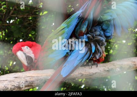 I bellissimi uccelli Greenwinged Macaw. Macaw rosso si siede in una gabbia allo zoo e si flirta l'uno con l'altro Foto Stock