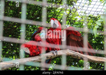 I bellissimi uccelli Greenwinged Macaw. Macaw rosso si siede in una gabbia allo zoo e si flirta l'uno con l'altro Foto Stock