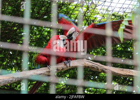 I bellissimi uccelli Greenwinged Macaw. Macaw rosso si siede in una gabbia allo zoo e si flirta l'uno con l'altro Foto Stock