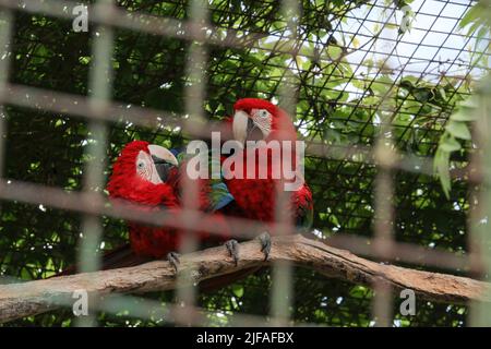 I bellissimi uccelli Greenwinged Macaw. Macaw rosso si siede in una gabbia allo zoo e si flirta l'uno con l'altro Foto Stock