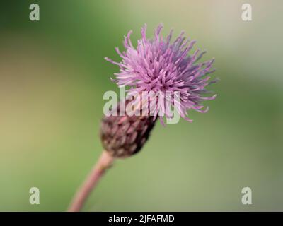 Il lilla a fiore viola chiaro del cardo cardo con il nome latino Cirsium arvense Foto Stock