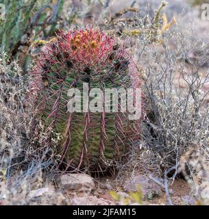 Fishhook Barrel cactus (Ferocactus wislizeni) da Superstition Mountains, Arizona, Stati Uniti Foto Stock