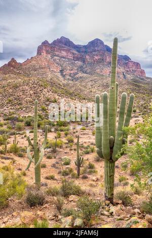 Grandi e molto vecchi cactus saguaro a Picketpost Mountain, le superstizioni, Arizona Foto Stock