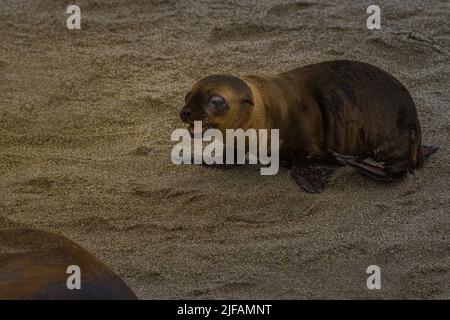 UN PICCOLO SIGILLO PUP CAMMINARE SULLA SPIAGGIA SABBIOSA CON UN OCCHIO CHIARO E BOCCA APERTA VICINO LA JOLLA CALIFORNIA Foto Stock