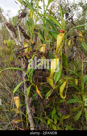 Piante di caraffa (madagascarienze di Nephentes) con caraffe giovani e vecchi nelle zone umide vicino al Palmarium Resort, Madagascar orientale. Foto Stock