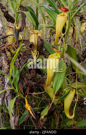 Piante di caraffa (madagascarienze di Nephentes) con caraffe giovani e vecchi nelle zone umide vicino al Palmarium Resort, Madagascar orientale. Foto Stock