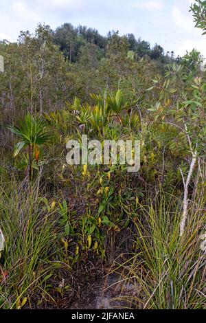 Habitat per le piantine di caraffa (Nephentes madagascariences) nelle zone umide vicino al Palmarium Resort, Madagascar orientale. Foto Stock