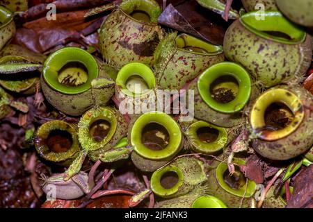 Grappolo di caraffe di terra dalla pianta di caraffa Nephentes ampullaria nel Parco Nazionale di Kubah, Sarawak, Borneo. Si noti il detrito e il piccolo invertito Foto Stock