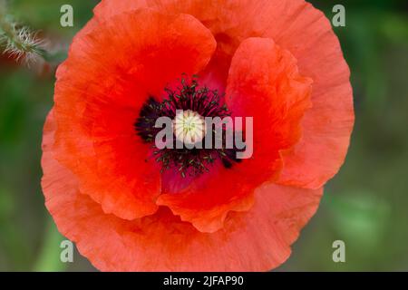 campo rosso poppy fiore macro fuoco selettivo Foto Stock