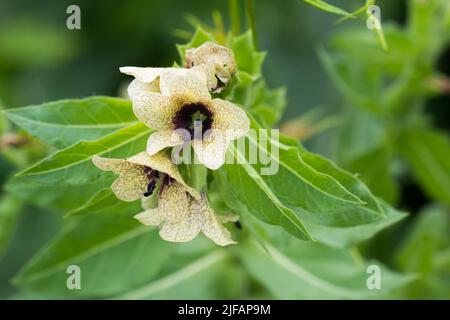 Hyoscyamus niger, henbane nere, stinking nightshade velenoso fiori closeup fuoco selettivo Foto Stock