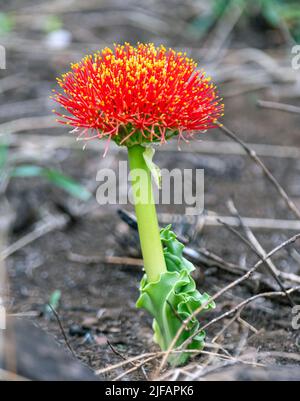 Giglio di pennello (Scadoxus puniceus) da Zimanga, Sudafrica. Foto Stock