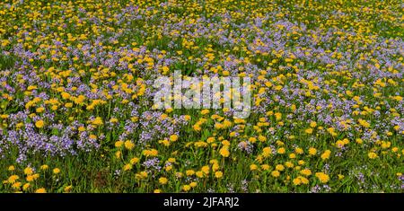 Campo di fiori (comune di tarassaco e fiori di cucù) a Tysvaer, hordaland, Norvegia, nel maggio 2015. Foto Stock