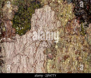 Ragno a due code (Hersilia sp.?) dal Parco Nazionale di Tanjung Puting, Kalimantan, Borneo. Foto Stock