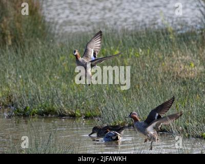 Teal comune (Anas crecca) due drappi che decolgono dai margini su un lago poco profondo, Gloucestershire, Regno Unito, novembre. Foto Stock